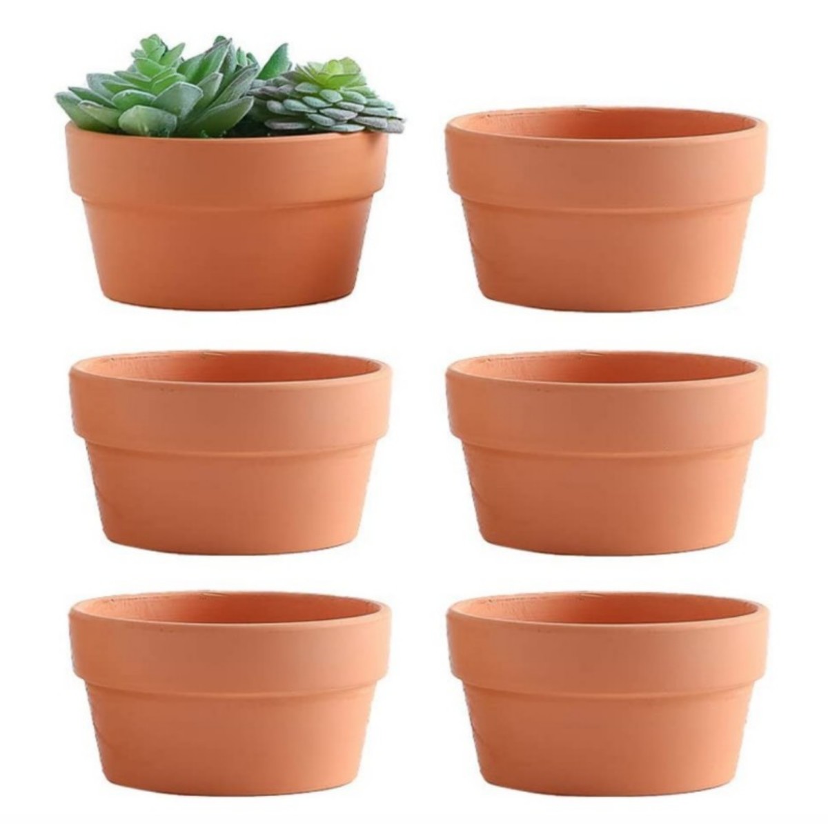 Aloe Vera Pot - Vasos de terracota para flores, 6