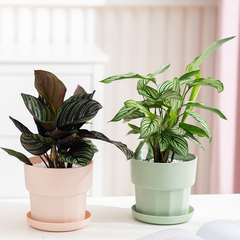 Aloe Vera Pot - Nordic estilo minimalista rabanete verde suculenta
