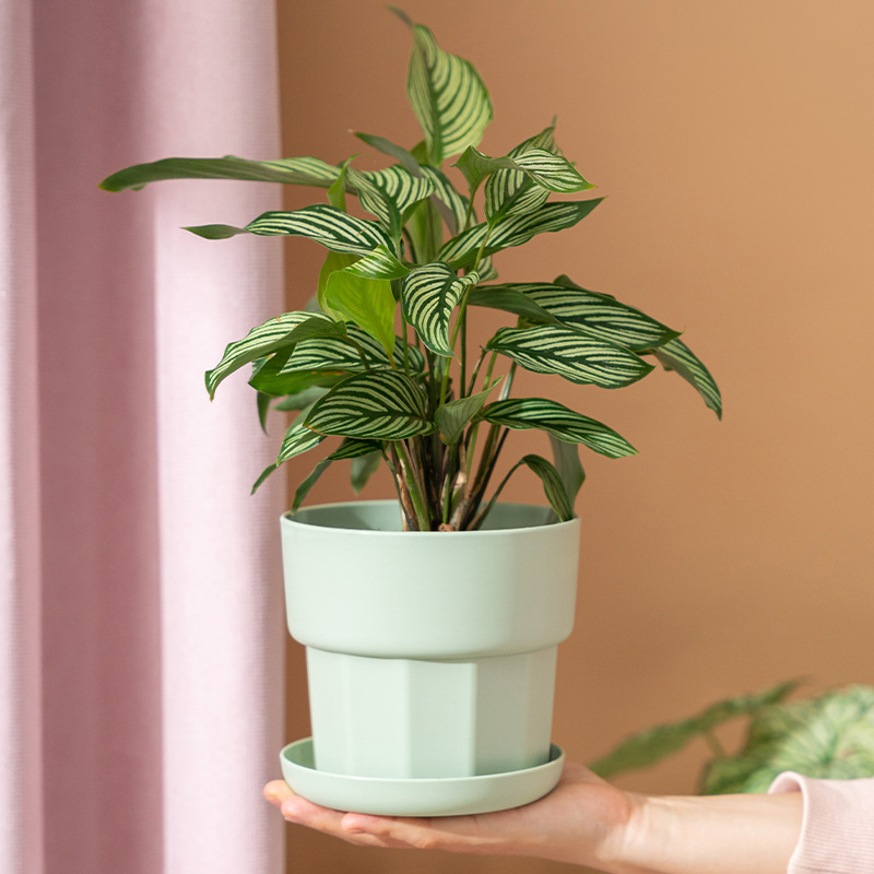 Nordic estilo minimalista raba - Aloe Vera Pot avaliação e preço