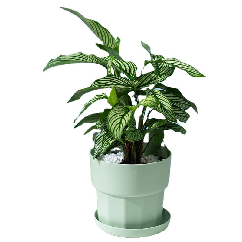 Nordic estilo minimalista raba - Aloe Vera Pot avaliação e preço