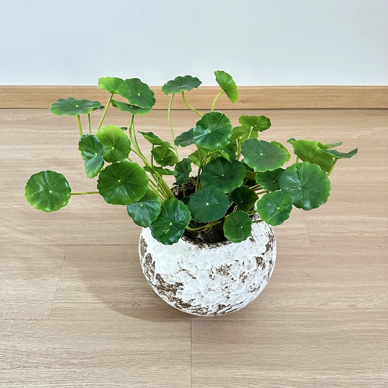 2 peças de folhas artificiais  - Pilea Peperomioides avaliação e preço