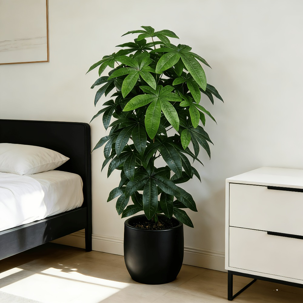 Árvore do Dinheiro Artificial  - Dracaena Marginata avaliação e preço
